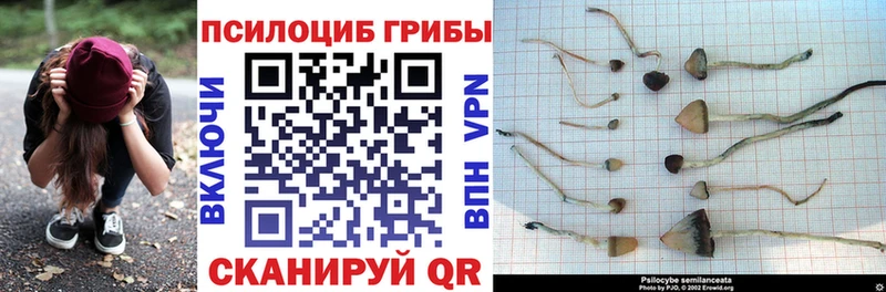 Псилоцибиновые грибы Cubensis  Михайловка 